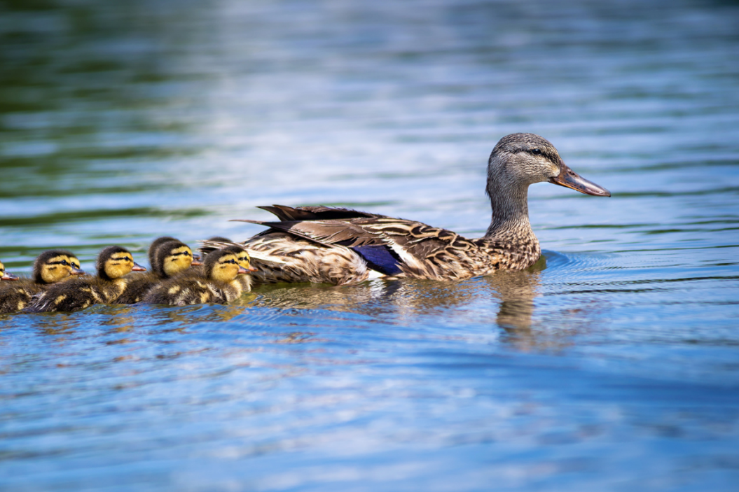 Do Ducks Have Teeth? Look Inside The Bill to Find Out