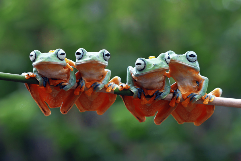 What is a Group of Frogs Called?