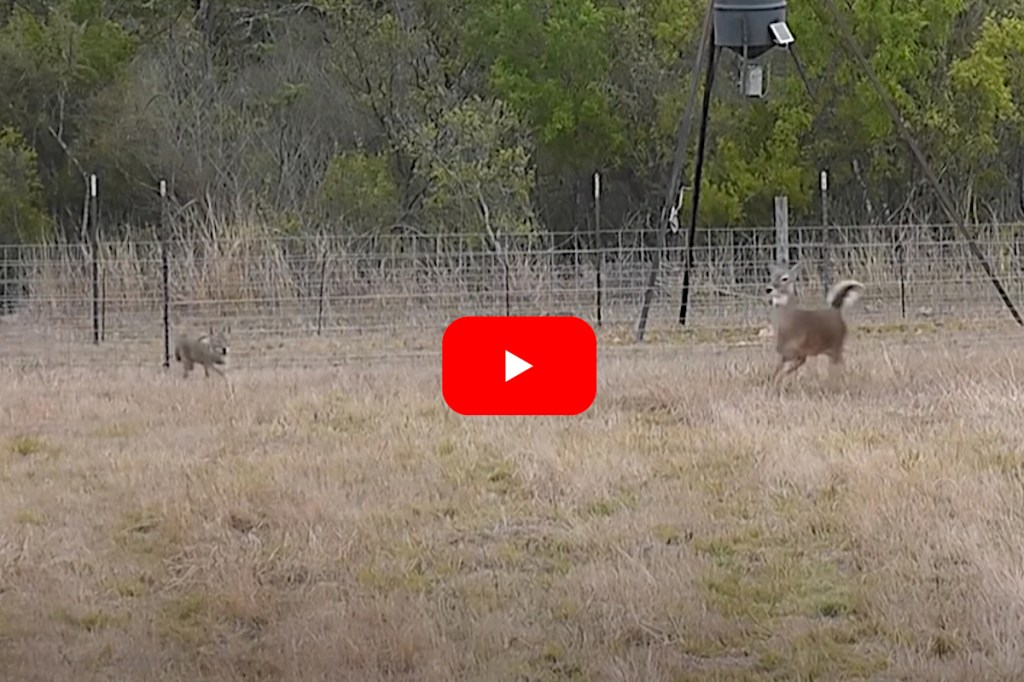 Coyotes Chase Deer Right Into Hunter's Crosshairs Wide Open Spaces