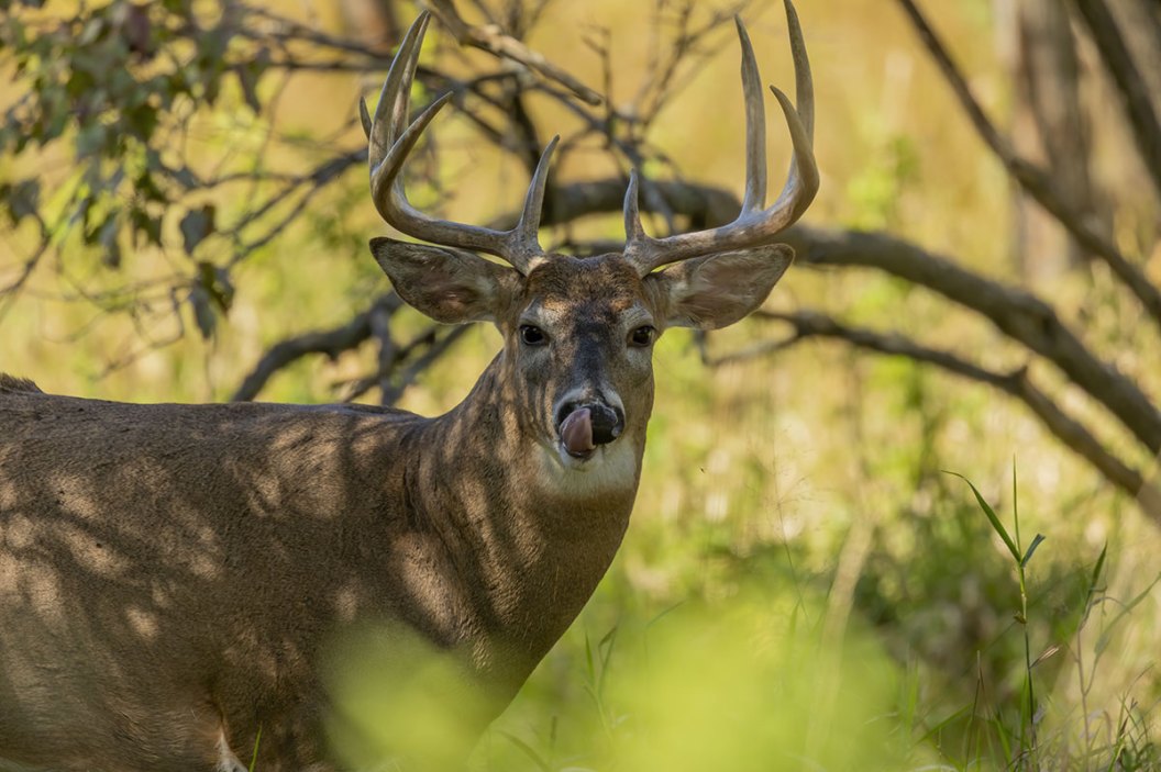 Deer Hunting Season Mistakes to Avoid Wide Open Spaces