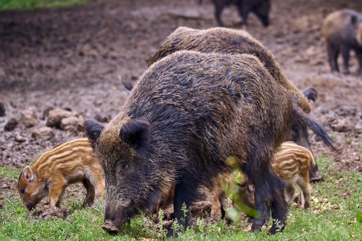 Wild Boar Hunt Results in Dozens of Pigs Taking Permanent Dirt Naps ...