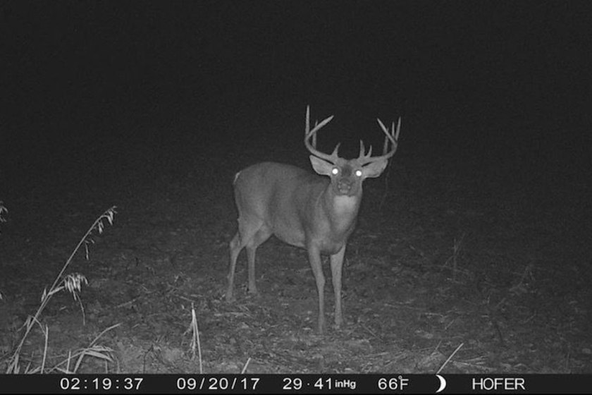 Experiment Leaves Trail Camera Untouched on Public Land for 365 Days ...