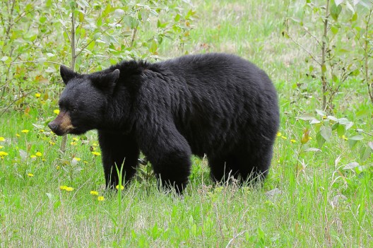 11-Year-Old Bags Potential State Record, 700-Pound Wisconsin Black Bear ...