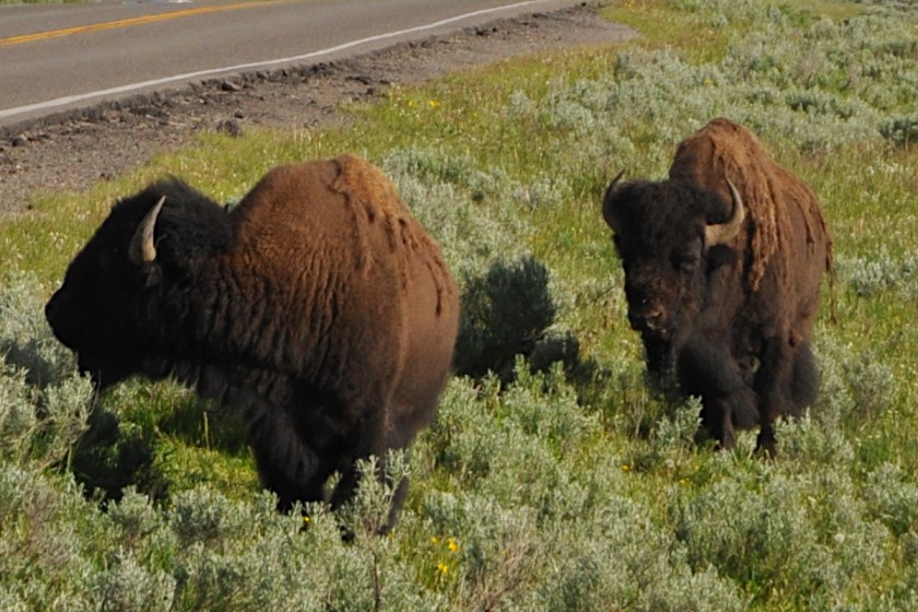 Arizona to Allow Select Volunteers Chance to Hunt Bison for Free in ...