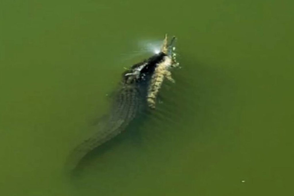 Saltwater Croc Makes Short Work Out of Freshwater Foe - Wide Open Spaces