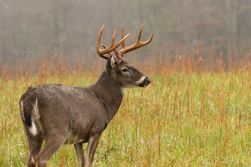 Urban Deer Hunting Spots: How to Gain Access to Valuable Locations