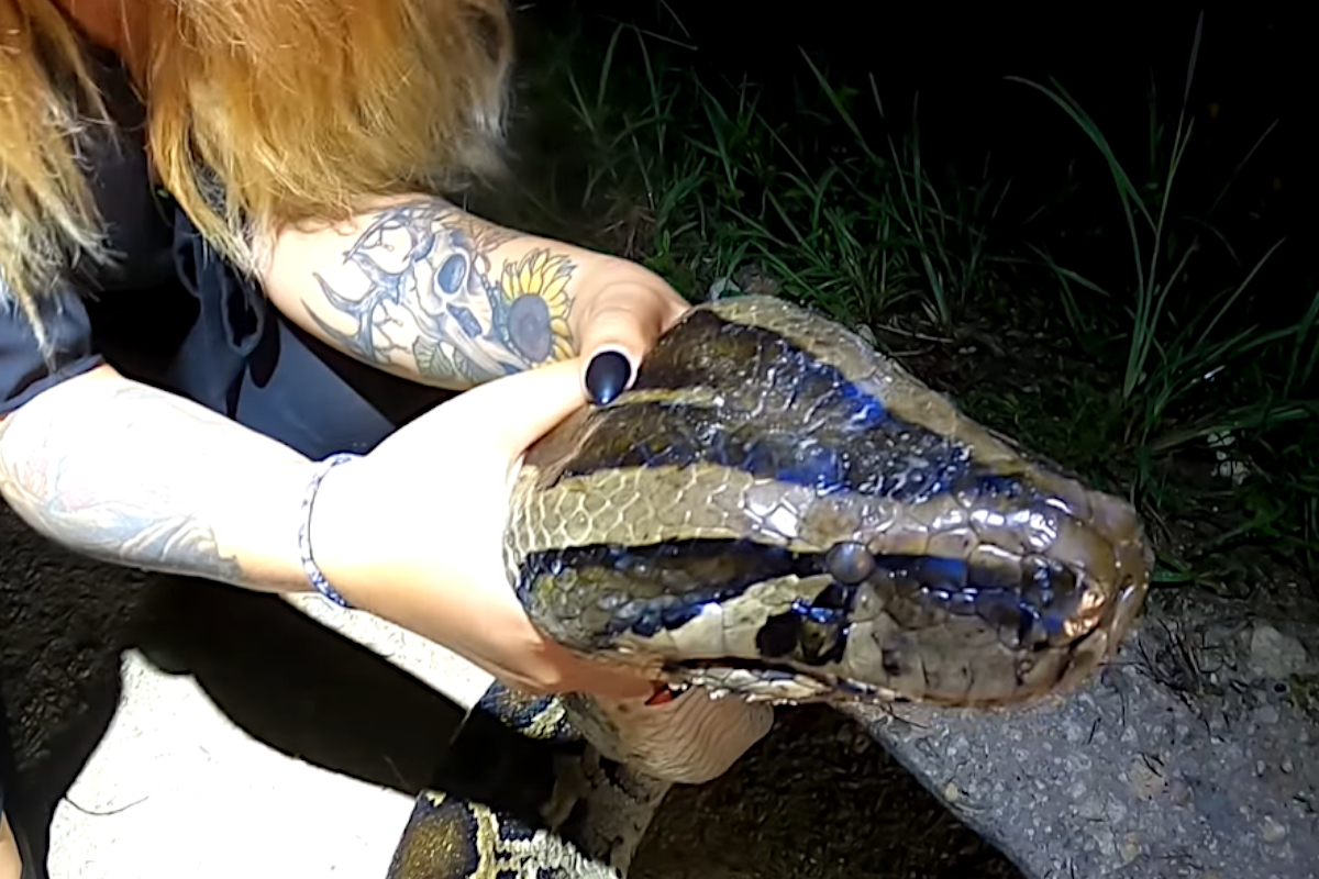 Python hunters wrestle 19-foot-long record-breaking snake #Shorts 