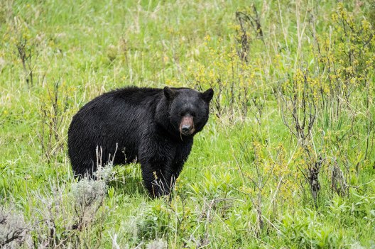 3 Bear Hunting Trips to Put on Your Wishlist - Wide Open Spaces