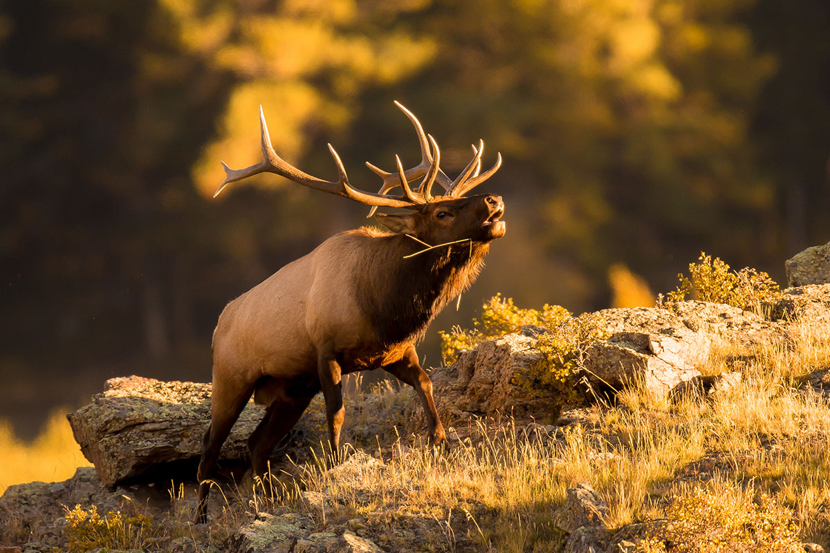 Most Popular Hunting Destinations in America - Wide Open Spaces