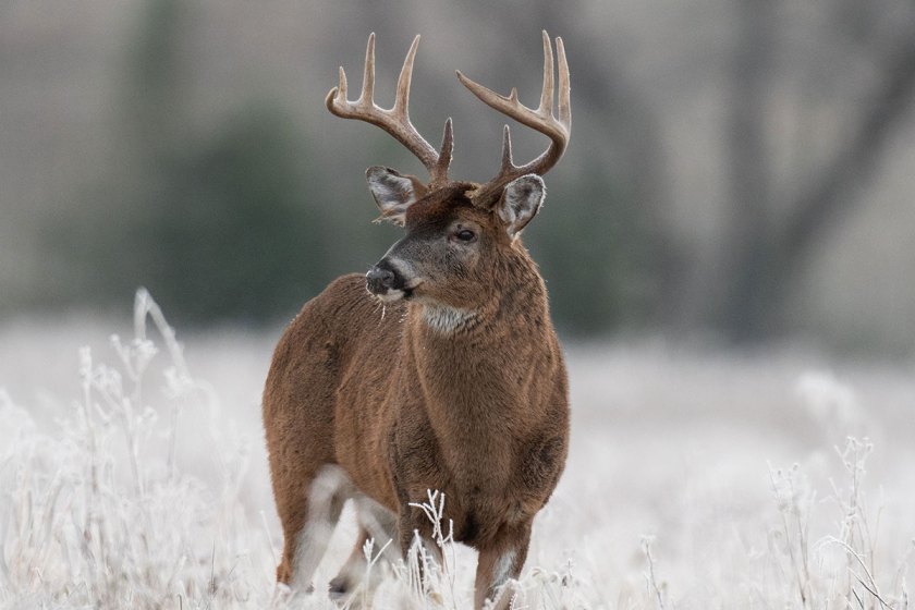 Saskatchewan Hunting: Home of Big Bucks, Wheat Fields, and the Duck ...