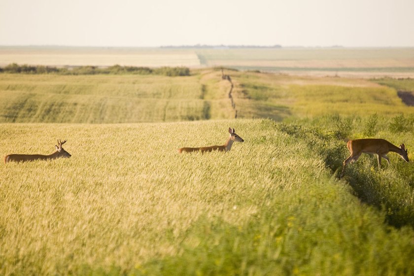 Saskatchewan Hunting: Home of Big Bucks, Wheat Fields, and the Duck ...