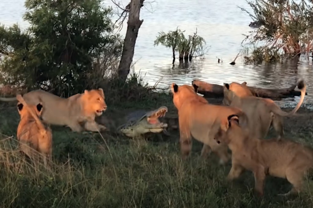 Crocodile Attempts to Steal From 5 Lions, It Does Not Go Well - Wide ...