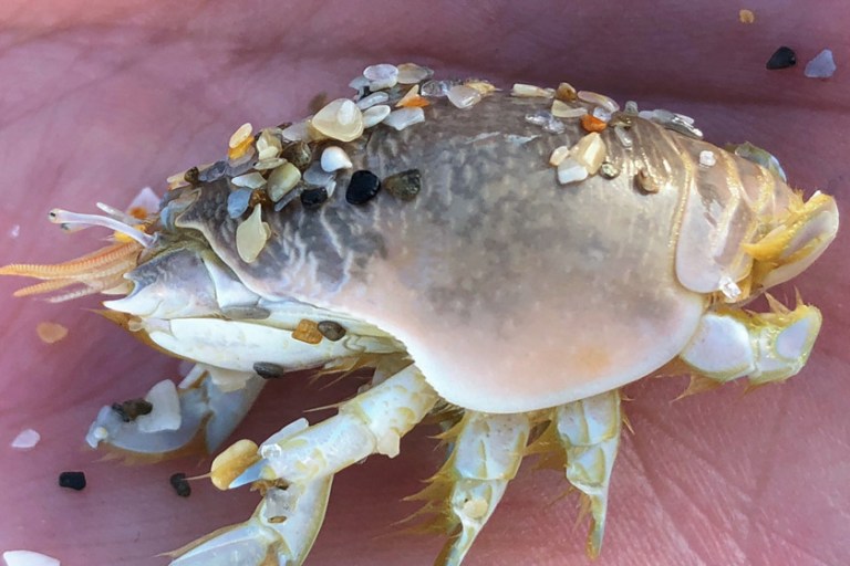 Eating Sand Fleas: How to Harvest, Prepare for Consumption