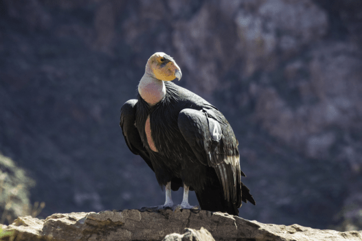 California's Endangered Species Are Hurting Due to Wildfires