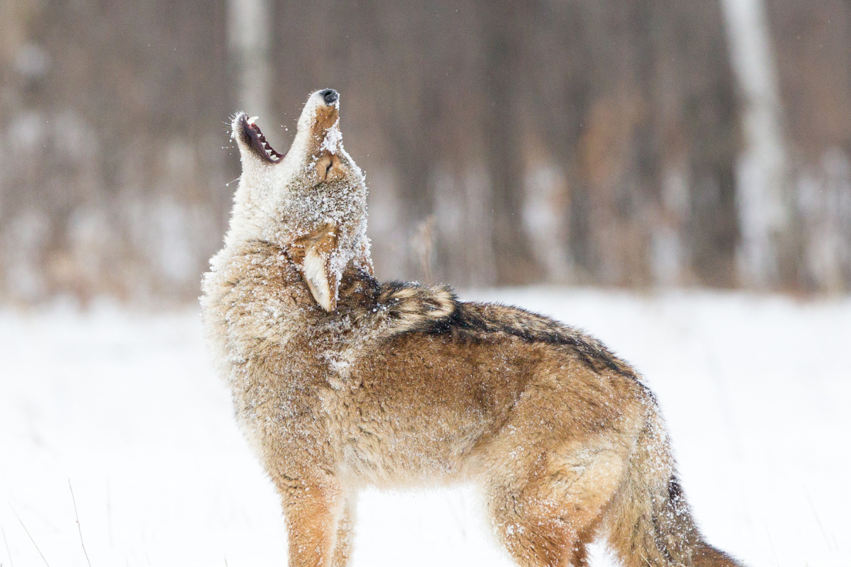 What Coyote's Sound Like & What Different Sounds Mean