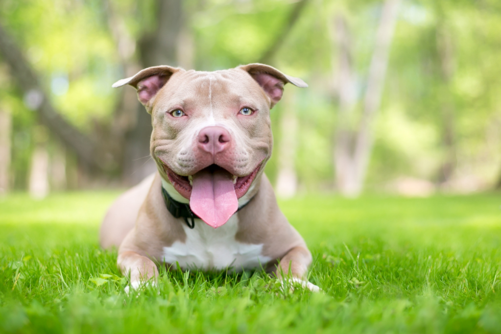 Denver Repeals Pit Bull Ban In Landslide, Ending 31-year Ban On Breed