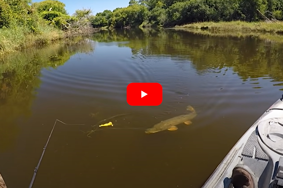 Kayak Angler Uses Duck Lure to Trigger Awesome Northern Pike Topwater  Strikes - Wide Open Spaces