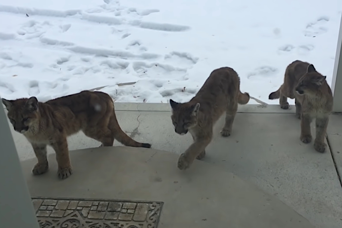 3 Young Mountain Lions Unexpectedly Visit Homeowner's Front Porch