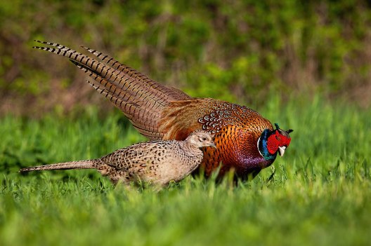 Pheasant Hunting: The Ins and Outs for the Uninitiated