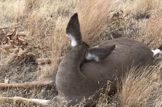 Sneaky Hunter Sneaks to Within Feet of Sleeping Mule Deer - Wide Open ...