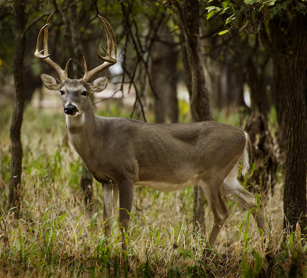 Deer Vitals: How to Identify, Aim for the Right Spot on a Deer