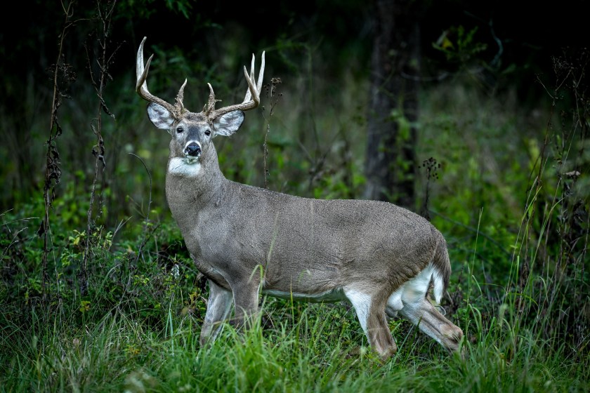 How to Make a Clean, Ethical Shot Every Time You Take Aim - Wide Open ...