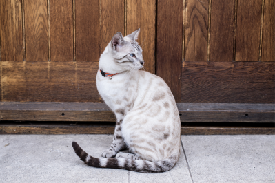 Snow white hot sale bengal kitten