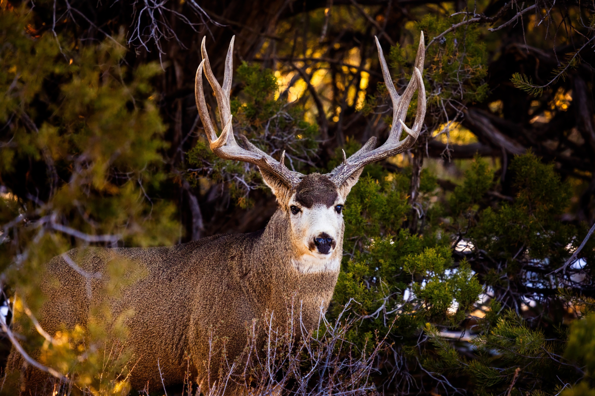 Biggest Mule Deer