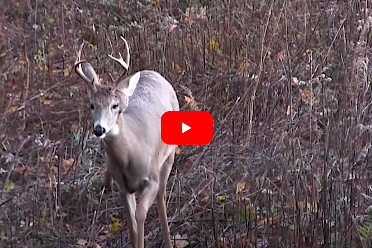 Buck Pops Disgusting Pimple-Like Growth on His Head As Hunter Watches