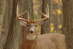 Deer Sounds: Making Sense of Noises You Hear in the Woods