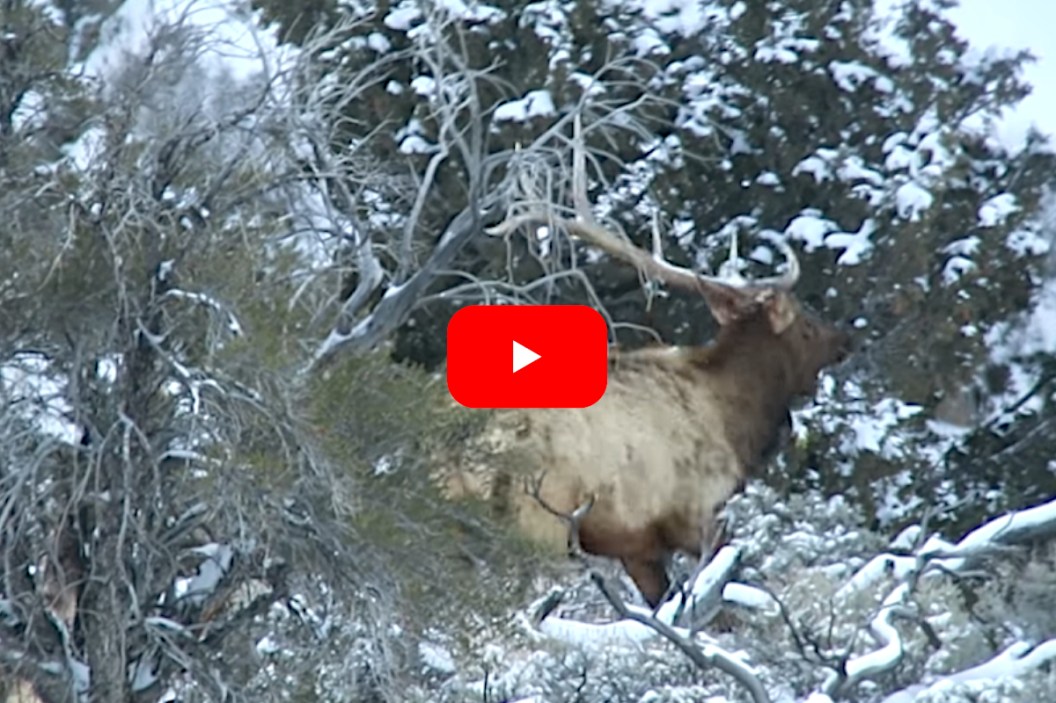 Trophy Bull Elk Sheds His Antlers Wide Open Spaces