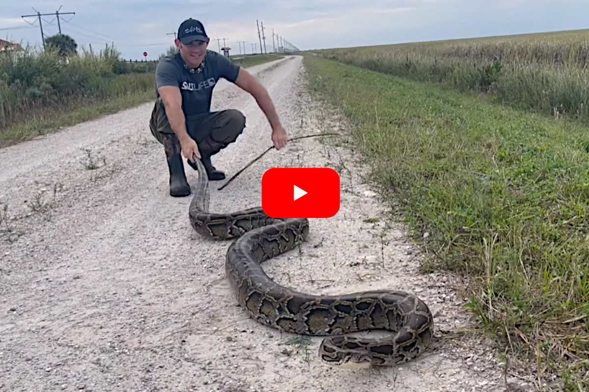 Snake Hunters Tangle With 12-Foot Florida Python in the Everglades ...