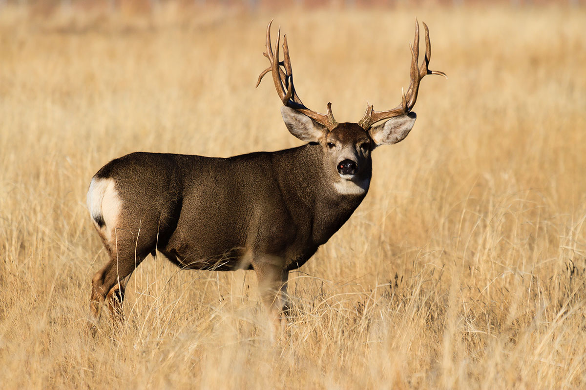 4 Biggest Mule Deer Kills of All-time