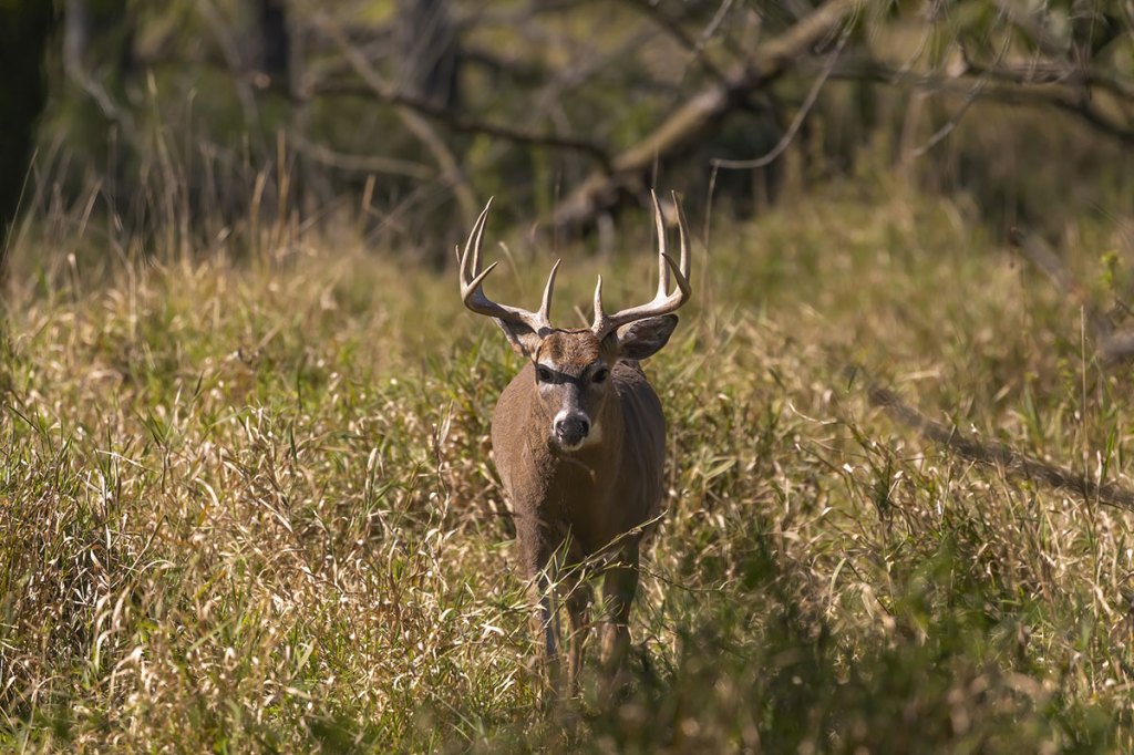 Minnesota Deer Hunting Regulations, Seasons and Best Public Hunts