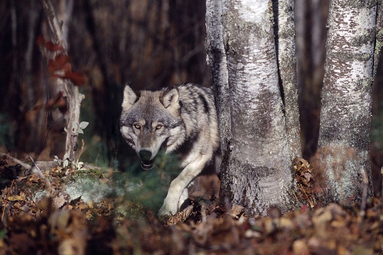 Wisconsin Wolf Hunting Season Will Start in November, 2021 - Wide Open ...