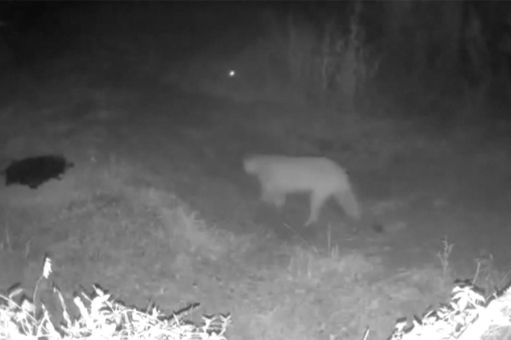 Night Vision Camera Captures What It Sounds Like When a Mountain Lion ...