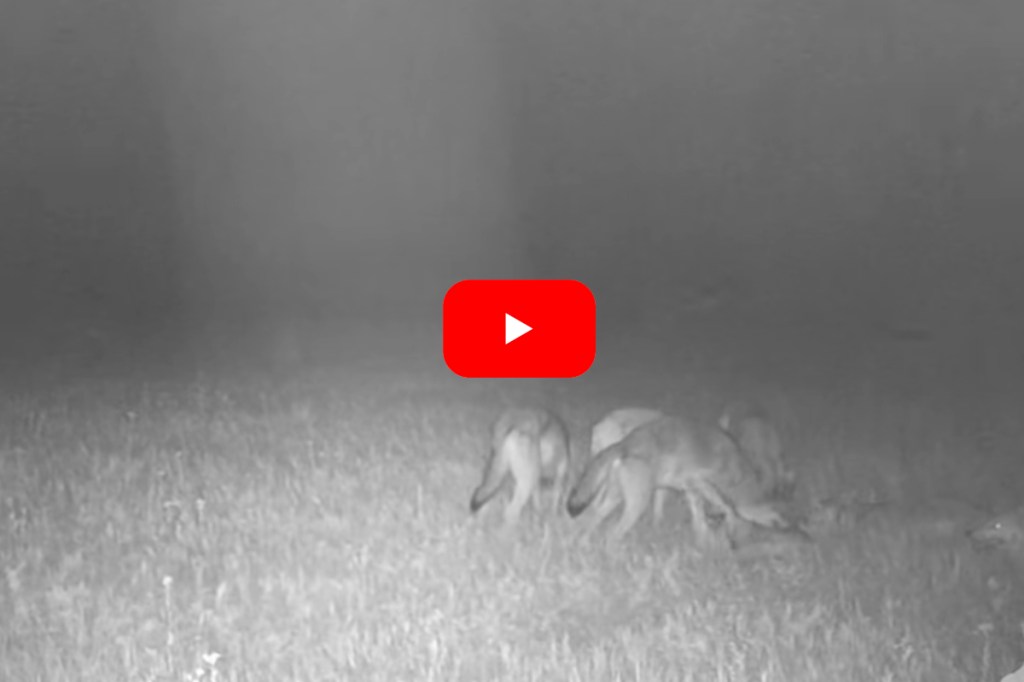 Wolves Take Down and Eat Doe in Graphic Trail Camera Footage - Wide ...