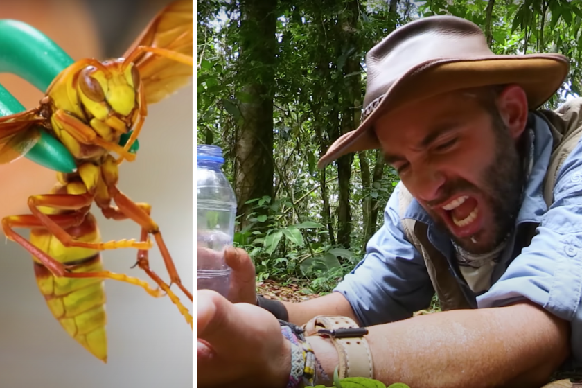 Here's the Aftermath of Coyote Peterson's Giant Desert Centipede