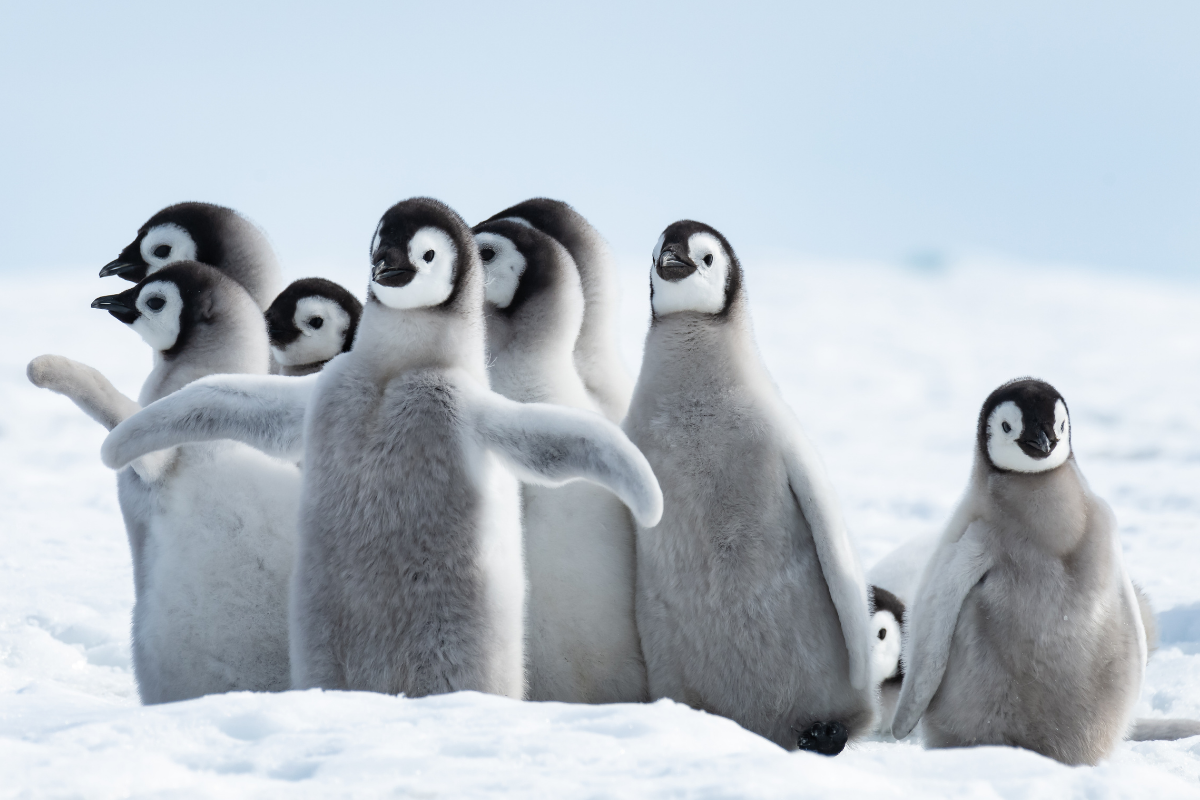 25+ Penguin Puns & Jokes Even Funnier Than Their Waddle