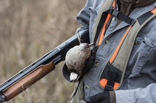 5 States With the Best Quail Hunting - Wide Open Spaces