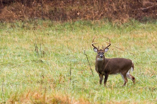 Kansas Deer Hunting: What Makes This State So Special? - Wide Open Spaces