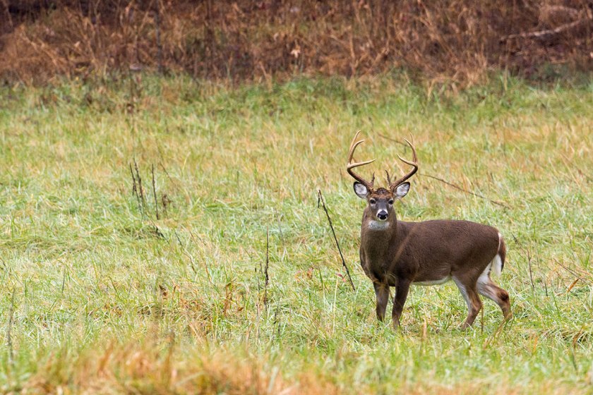 Kansas Deer Hunting What Makes This State So Special? Wide Open Spaces