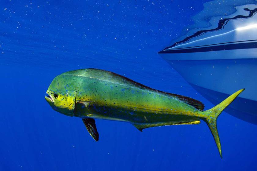 Fishing for Mahi Mahi: Profiling the Fish and Explaining How to Catch ...