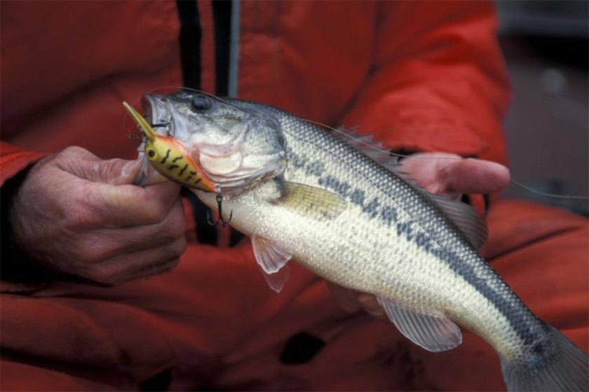 Spotted Bass How to 'Spot' and Fish for the Largemouth Cousin Wide