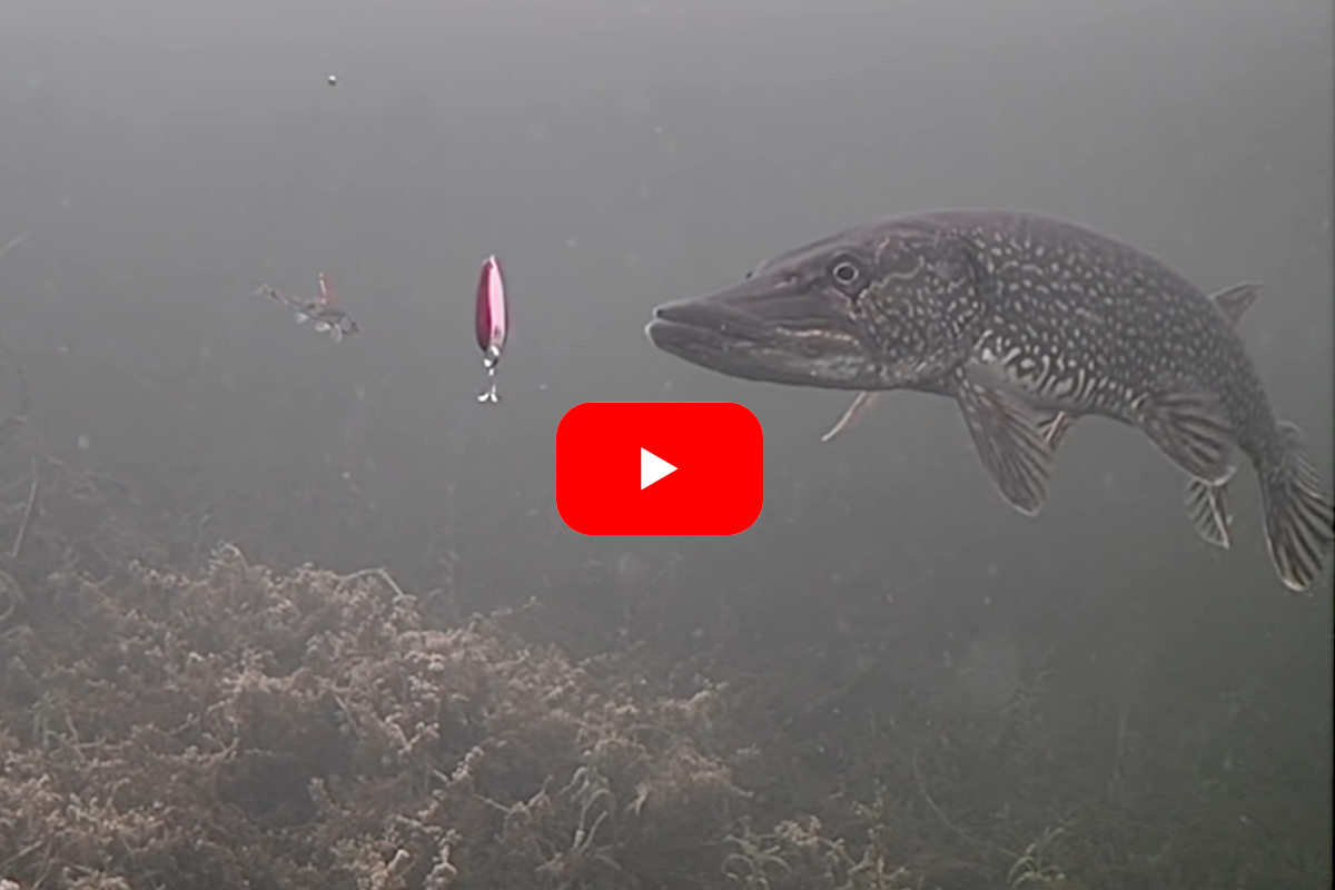 Watch: A Northern Pike Eat a Classic Daredevel Spoon