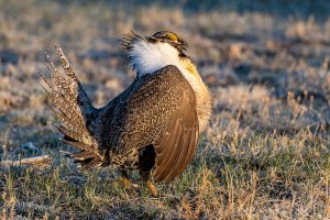 Grouse Hunting in America - Wide Open Spaces