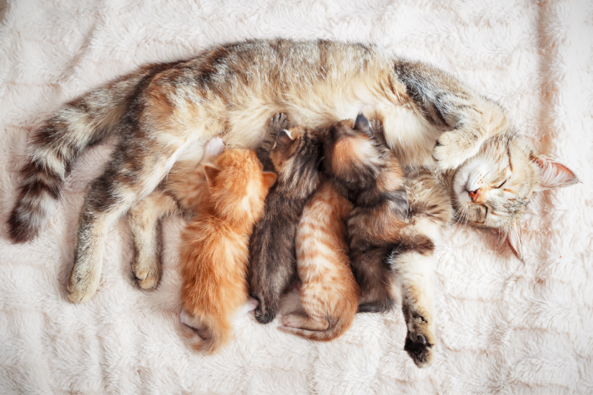 When Can Kittens Leave Their Mom: How to Tell They Left Too Soon