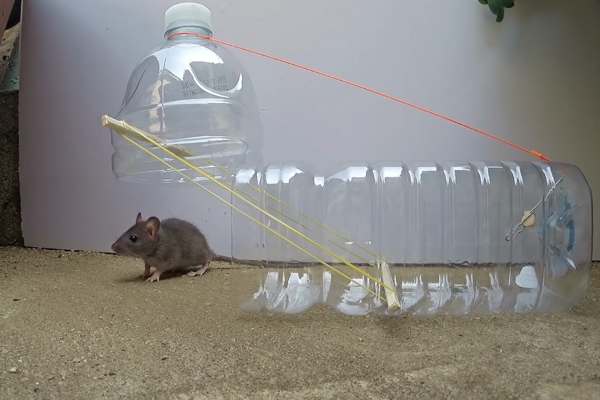 Homemade Mouse Trap  Homemade mouse traps, Bucket mouse trap, Mouse traps