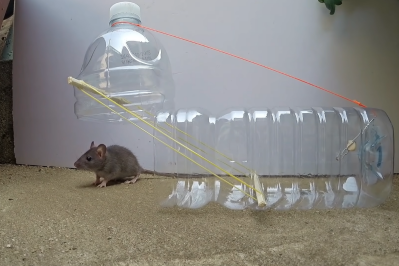 DIY Mouse Traps You Can Make at Home