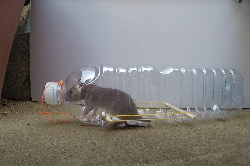 DIY Mouse Traps You Can Make at Home